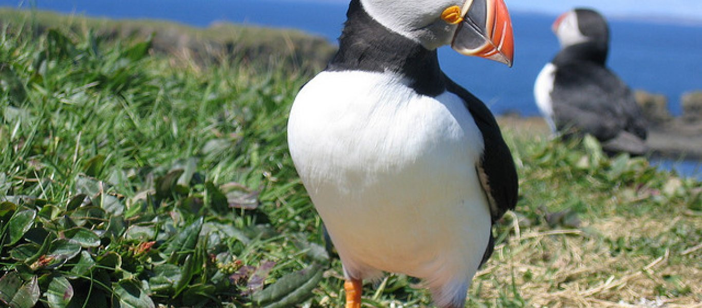 Puffin: Τα εξωτικά θαλασσοπούλια του βορρά (φωτό)